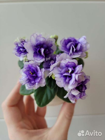 Сортовые фиалки мини/полумини фиалки