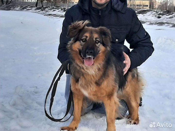 Метис овчарки