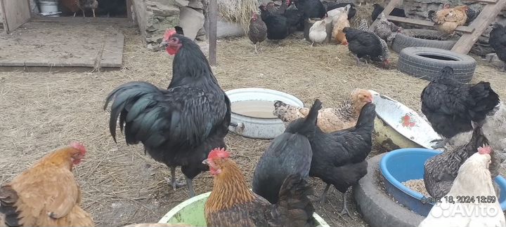 Петух Джерсийский гигант