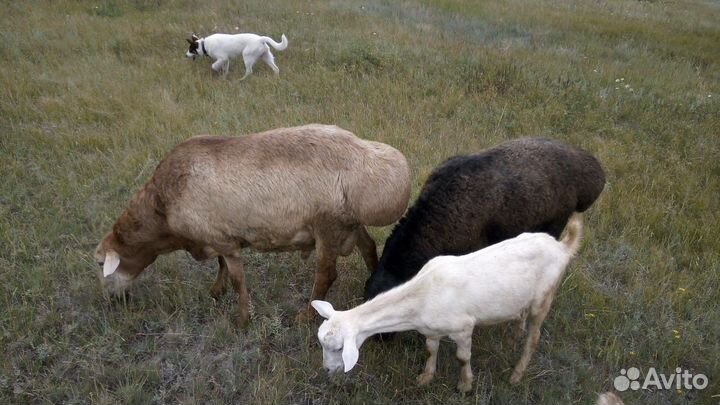Продажа баранов