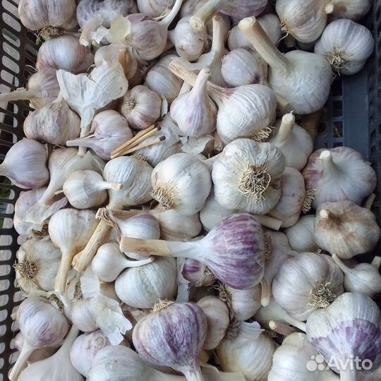 Чеснок озимый