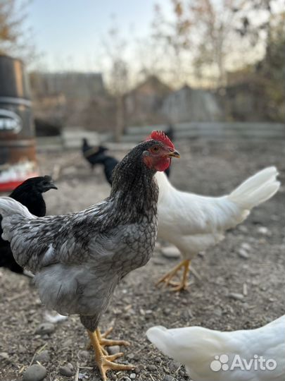 Петух ухейилюй