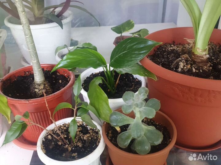 Комнатные цветы