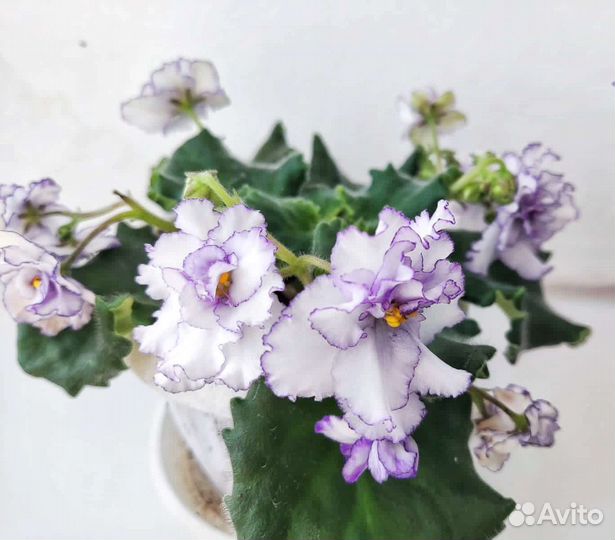 Фиалки сортовые (детки)