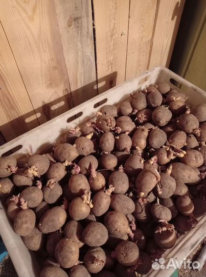 Семенной картофель