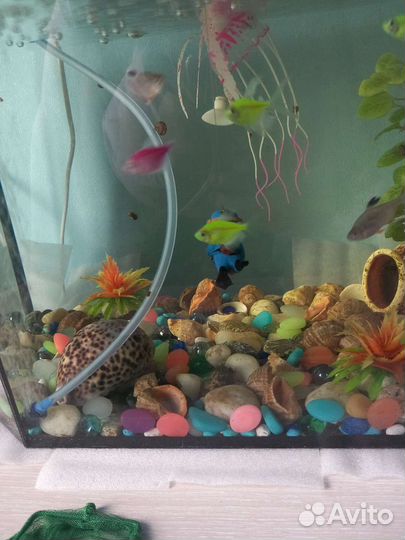 Аквариум с крышкой панорамный со всем содержимым
