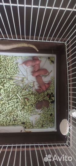 Крыса дамбо