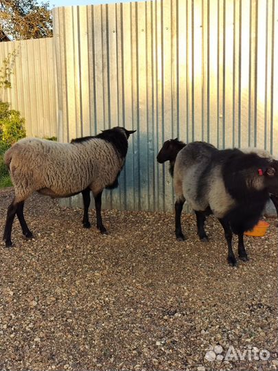 Романовский баран на племя. Чистокровный