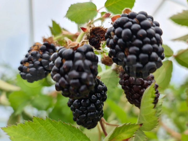 Участок 50 сот. (СНТ, ДНП)