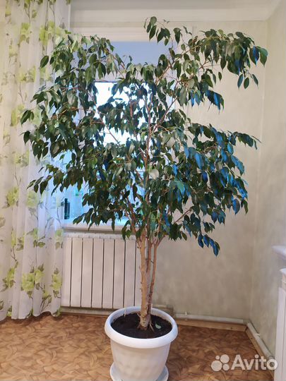 Фикус бенджамина