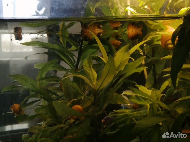 Аквариумное растение