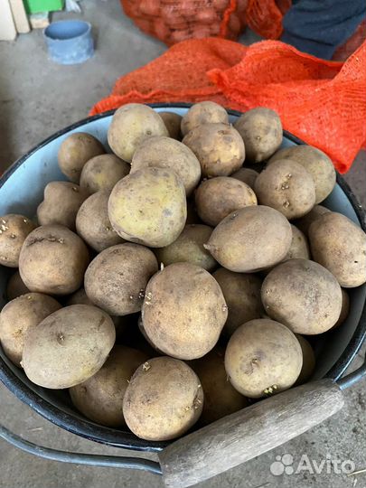 Семенной картофель