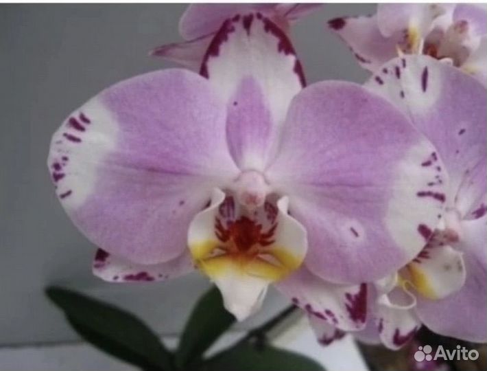 Орхидея Фаленопсис Бабочка пелор трилипс мутант