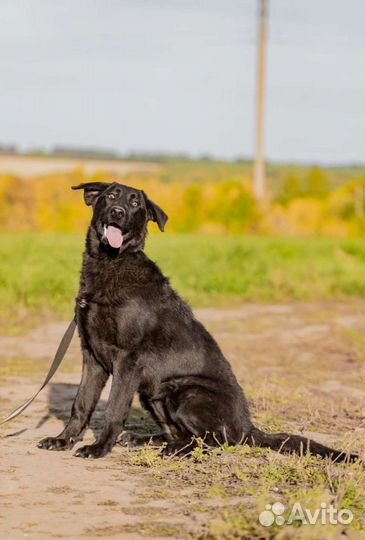 Собака стерилизованная в добрые руки