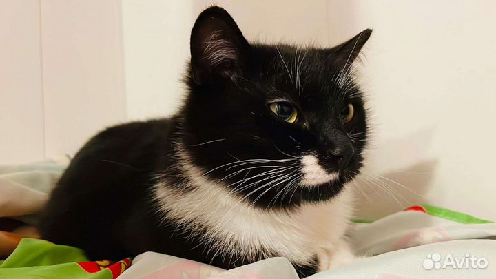 Котик 8 месяцев