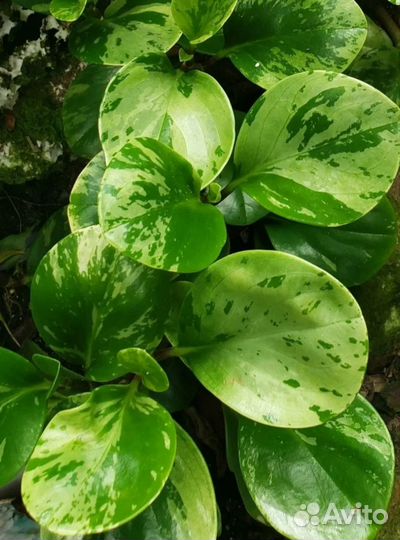 Комнатные растения цветы