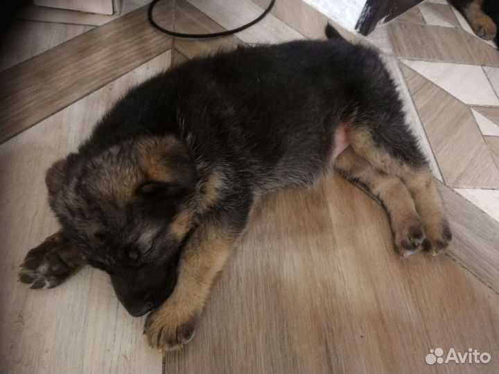 Щенки немецкой овчарки