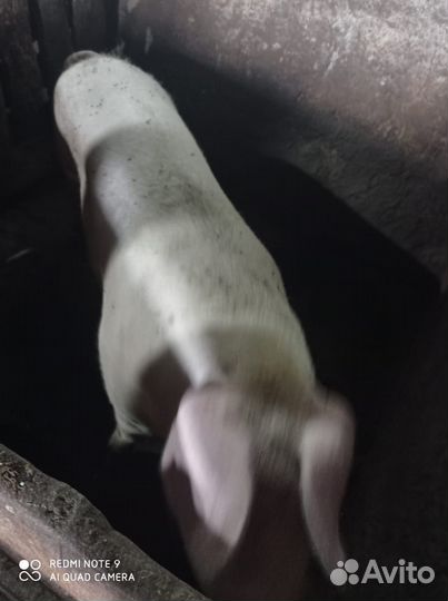 Хряк племенной и свиноматки