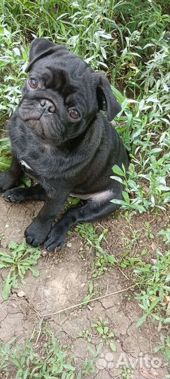 Щенок мопса девочка и мальчик