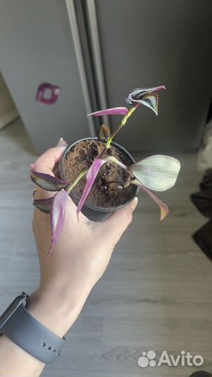 Традесканция зебрина