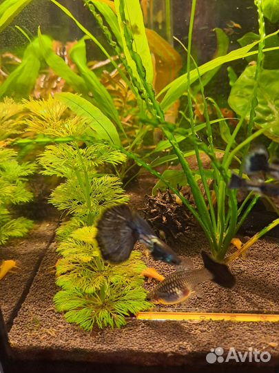 Гуппи metallik snake skin blue tail