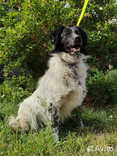 Молодой собачке нужен дом