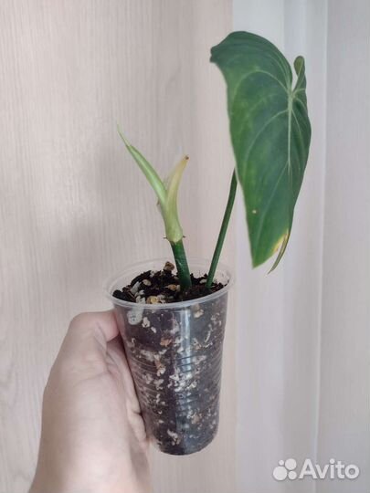 Бархатные филодендроны (лианы)