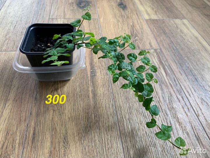 Сортовые фикусы