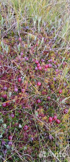 Клюква свежая