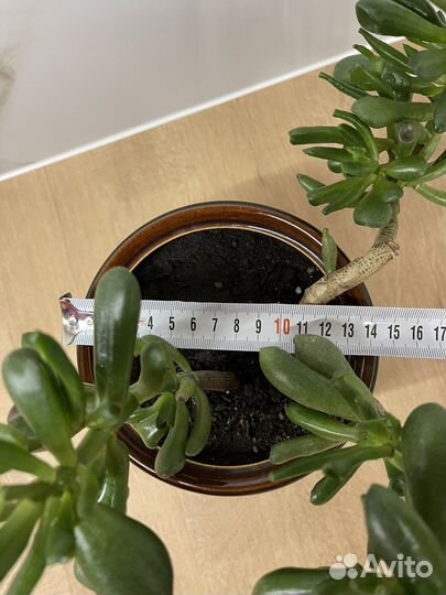 Крассула толстянка