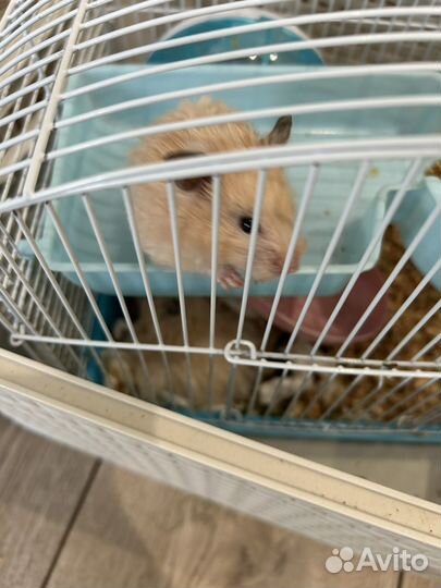 Сирийский хомяк малыши