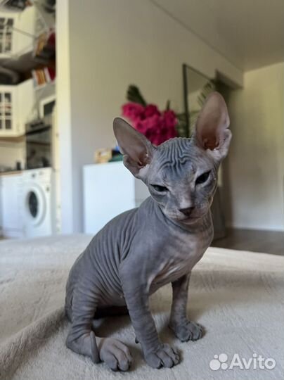 Сфинкс котята