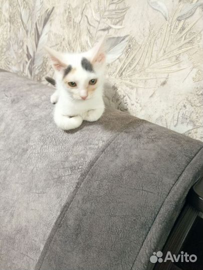 Котёнок ищет дом