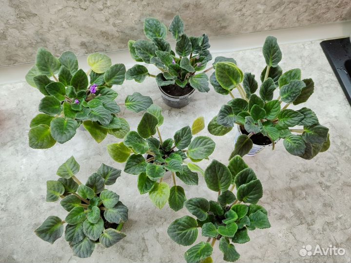 Комнатные растения. Фиалка