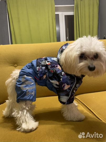 Комбинезон для собак мелких пород