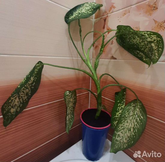 Диффенбахия