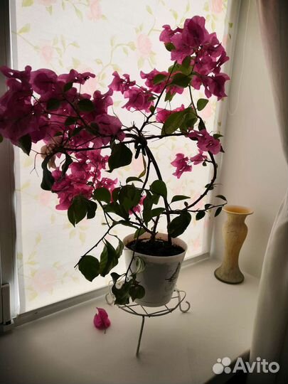 Гибискус и бугенвелия