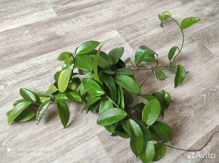 Хойя Карноза большая взрослая комнатные цветы