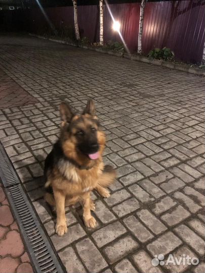 Немецкая овчарка вязка