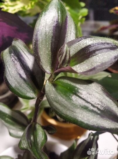 Традисканции и эписция. Для кашпо и аквариума