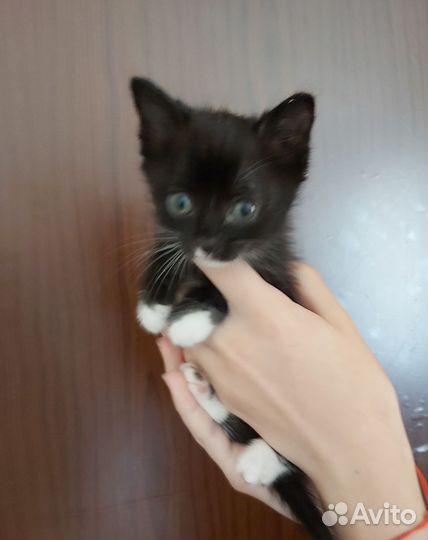 Котенок мальчик