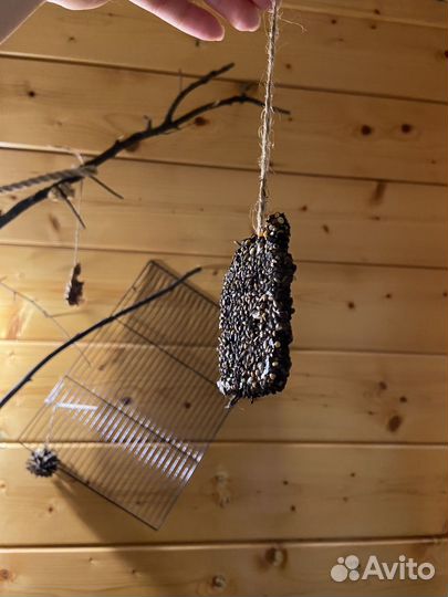 Хобби для животных