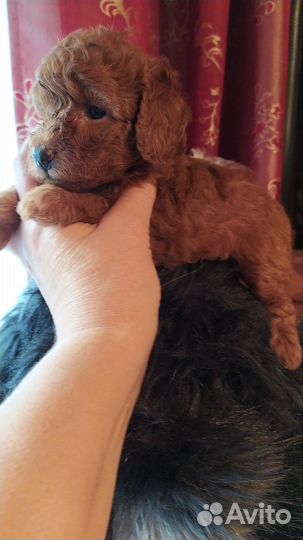 Девицы-Красавицы