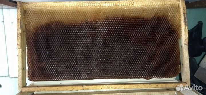 Сушь Рута на 230мм. рамки рута на 230мм