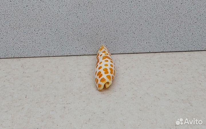 Митра Митра 6,30 морская ракушка раковина