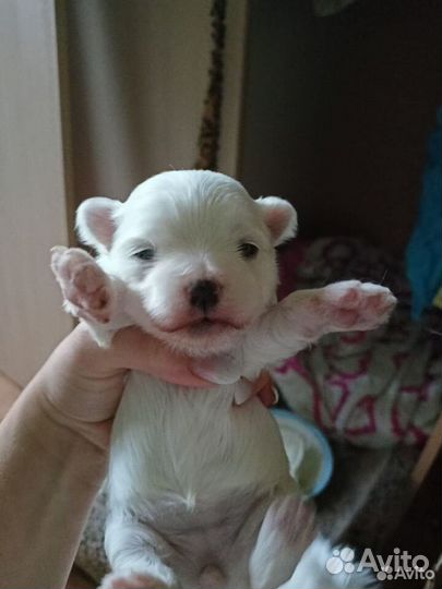 Щенки мальтезе мини