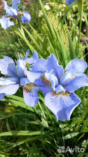 Ирис сибирский