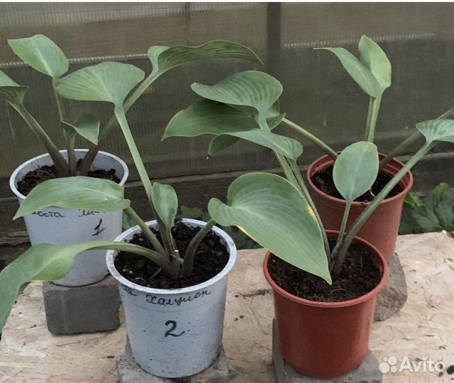 Хоста гибридная Halcyon (Халцион)