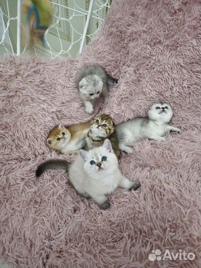 Котята шиншиллы