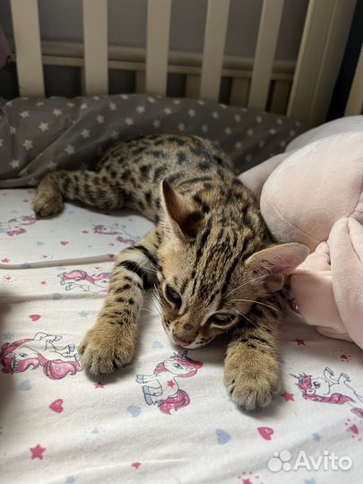 Бенгальский кот F1 (50 алк)
